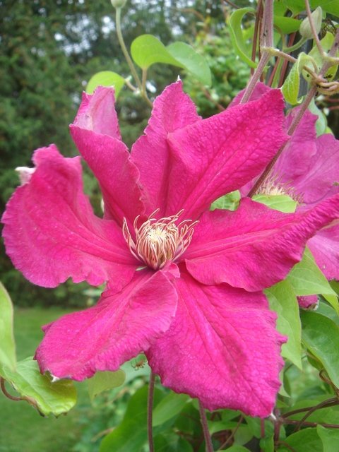 Clematis 'Ernest Markham'